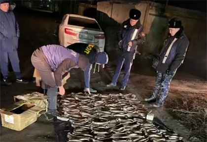 В Павлодарской области задержали человека с рогами сайги на 2 миллиарда тенге