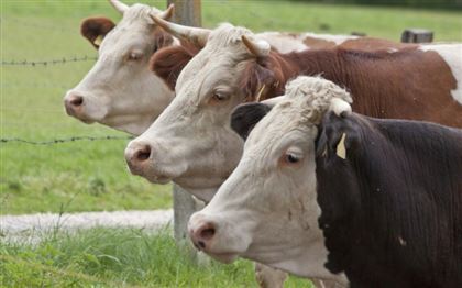 В Актюбинской области у крупного рогатого скота выявили карбункул