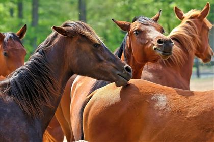 В Павлодарской области массово гибнут лошади 