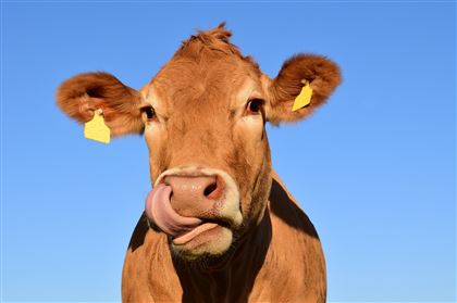 В России коровы съели газон, их задержали