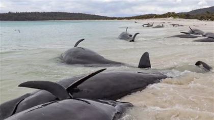 В Австралии на берег выбросилась стая черных дельфинов
