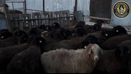 В Туркестанской области скотокрады украли овец почти на 2 млн тенге 
