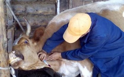В Актюбинской области у скота выявили бруцеллез
