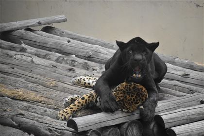 Птицы кричали, шимпанзе обнимались: в зоопарке Алматы показали, как вели себя животные во время землетрясения