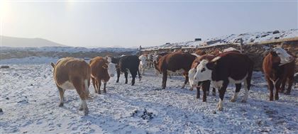 Почти тысяча коров оказалась на "штрафстоянке" в области Абай