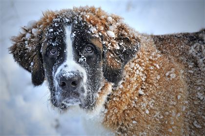 Как защитить здоровье собаки в холода