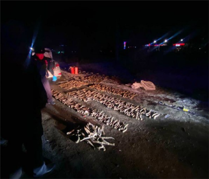 В Уральске полицейские в машине обнаружили около 600 рогов сайги