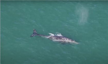 В Атлантике нашли редкого кита