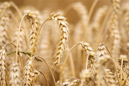 Запретить ввоз пшеницы планирует Казахстан