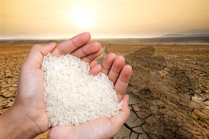 Почему казахстанцам придётся закупать рис из Узбекистана по завышенной цене