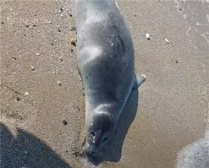На побережье Каспия нашли 40 мертвых тюленей 