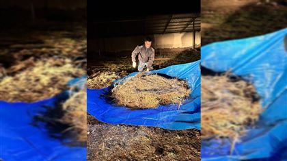 В Жамбылской области пастух заготовил на зиму более 40 кг наркотиков