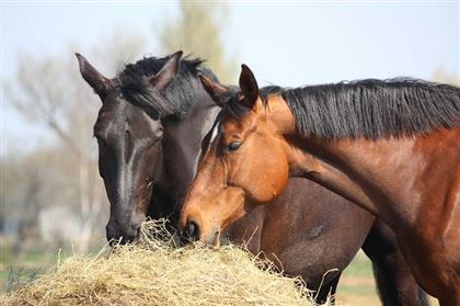 В Жетысуской области скотокрад украл лошадей на 12 миллионов тенге