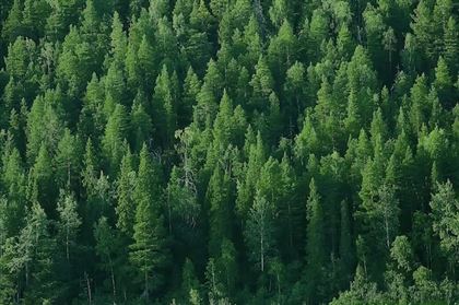 В Казахстане создана Служба охраны и защиты лесного фонда 