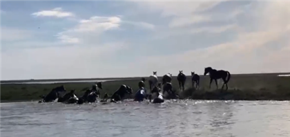 В Атырауской области спасатели МЧС спасли лошадей