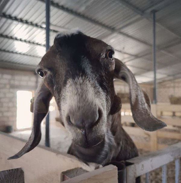 В планах фермеров – довести поголовье коз до 600 голов