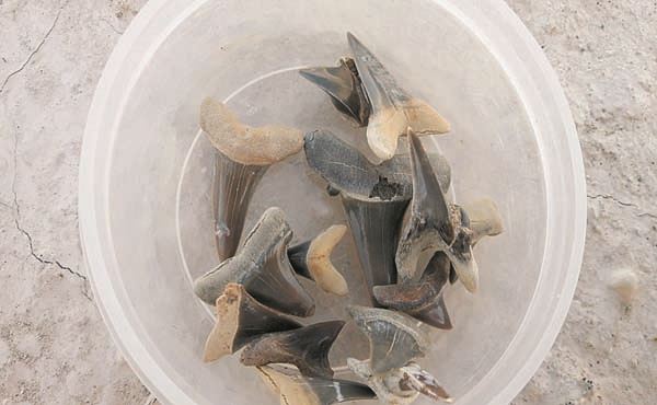 Зубы предков акул, найденных на дне океана Тетис