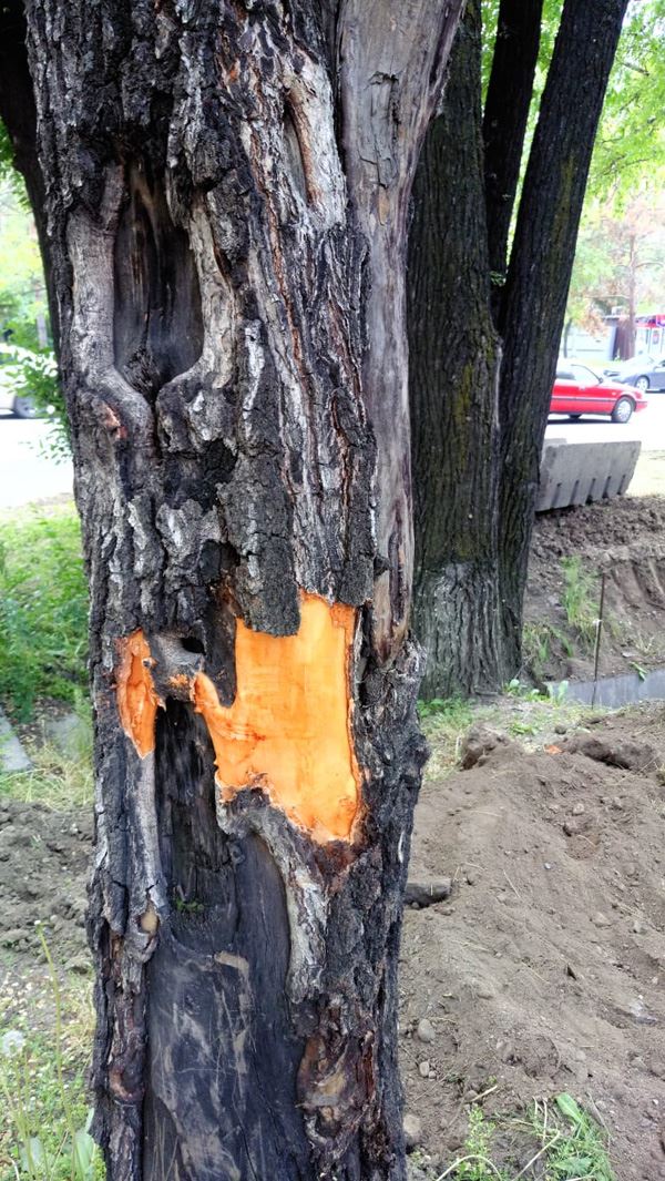 При замене арычных плит по улице Кабдолова пострадали здоровые деревья