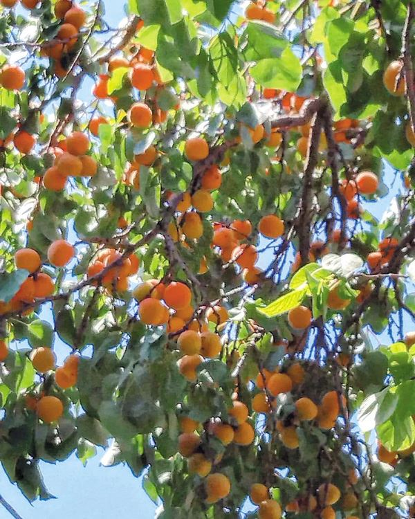 Урожай урюка и абрикоса в этом году щедрый, чего не было много лет