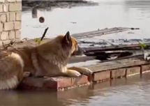 Возле Уральска с затопленных дачных участков эвакуировали десятки домашних животных