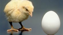 Пойдет под нож: производство яиц в Казахстане может резко сократиться