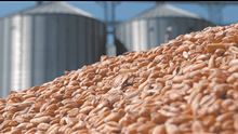 ООН стимулирует теневой импорт зерна из России через Казахстан