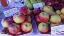 Казахстанские яблоки массово вывозят в Россию