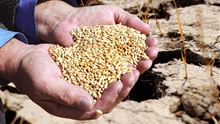 Засуху прогнозируют в четырех областях Казахстана: на сколько подорожает хлеб в Казахстане