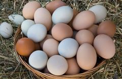 В Казахстане введут запрет на ввоз куриных яиц 