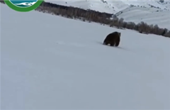 Прогулка бурого медведя попала в фотоловушку в заповеднике ВКО