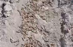 Обработку дополнительных земельных участков от саранчи проводят в Туркестанской области
