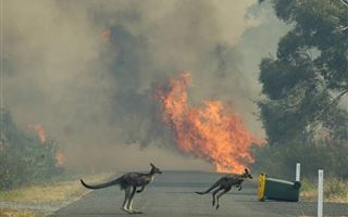В результате пожаров в Австралии погибло более миллиарда животных