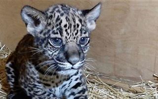 В Алматинском зоопарке выбрали имя детенышу ягуара