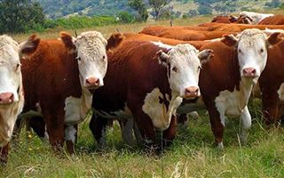 Казахстан вводит запрет на вывоз живого крупного и мелкого рогатого скота