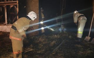 В Туркестанской области в пожаре погибли три тысячи цыплят