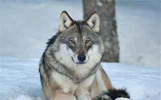 Казахстанские голодные волки устроили нашествие на Омскую область