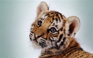 Казахстанец пытался украсть тигренка из зоопарка в Оренбургской области