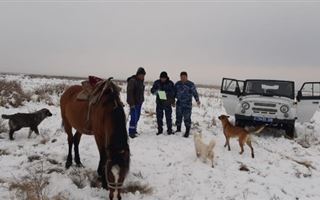 Убийство краснокнижного архара расследуют в Жамбылской области