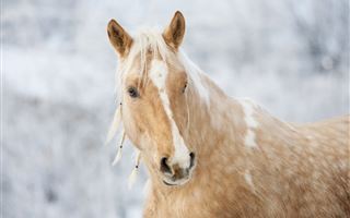 В Туркестанской области украли лошадь, предназначенную для кокпара