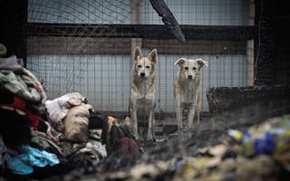 "Всех спасти не удалось": пожар в приюте близ Алматы унес жизни нескольких животных