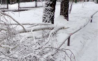 Более 100 деревьев упало из-за снегопада в Алматы