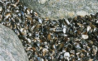 Тысячи заживо сварившихся моллюсков выбросило на побережье в Новой Зеландии