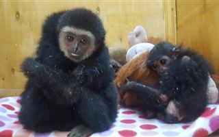 Женщина, незаконно перевозившая обезьян из Казахстана, будет осуждена в Челябинской области
