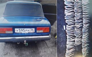 У жителя Западно-Казахстанской области в багажнике автомобиля нашли 126 рогов сайги