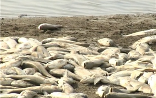 В водоеме на окраине Алматы обнаружили сотни тушек мертвой рыбы