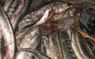 В Мангистау у браконьера в машине обнаружили рыбу на 20 миллионов тенге