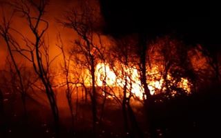В Туркестанской области горит тугайный лес
