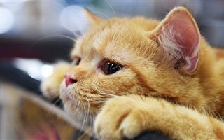 Вирус COVID-19 обнаружили у кошек в Ухане