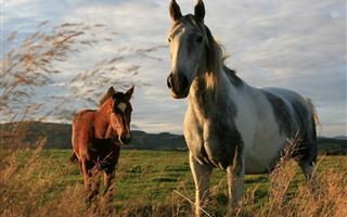 Скотокрады украли лошадей на 40 миллионов тенге в Алматинской области