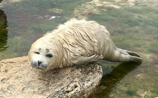 Детеныша каспийского тюленя спасли в Актау